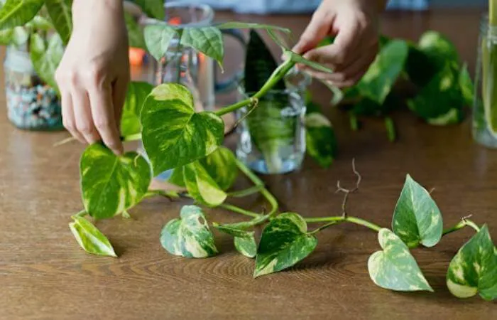 Emerald Pothos Propagation