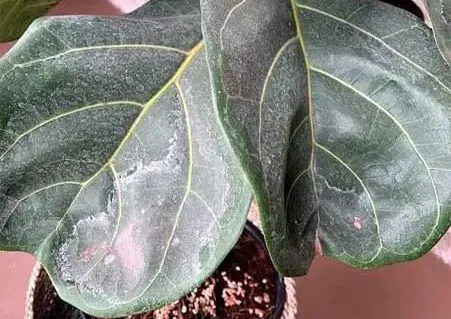 A fig insect