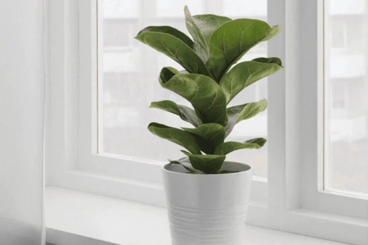Fiddle Leaf Fig Benefits: 5 Amazing Things For You