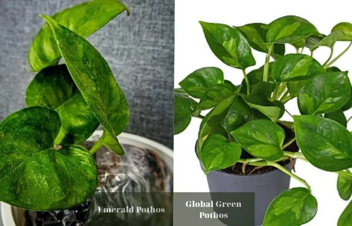 Emerald's more supple hue, the Global Green pothos' patterning features more striking