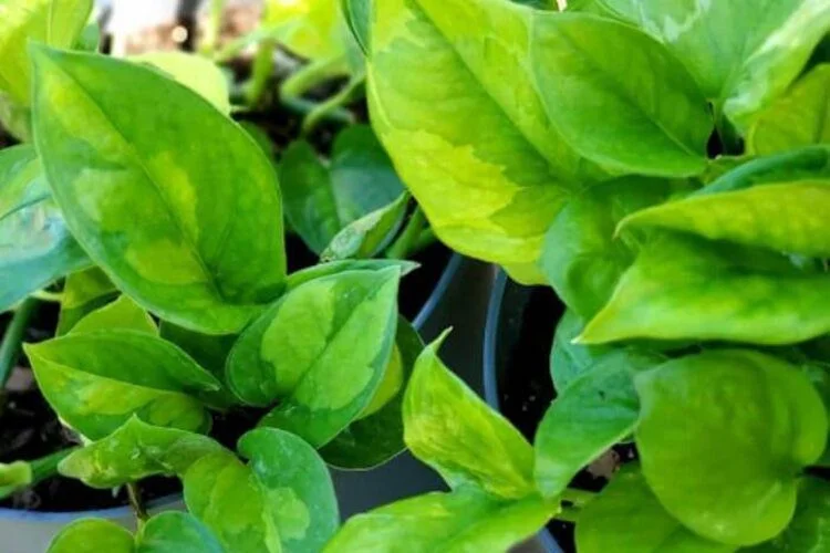 Emerald Pothos Care: Light, Watering and Variegation