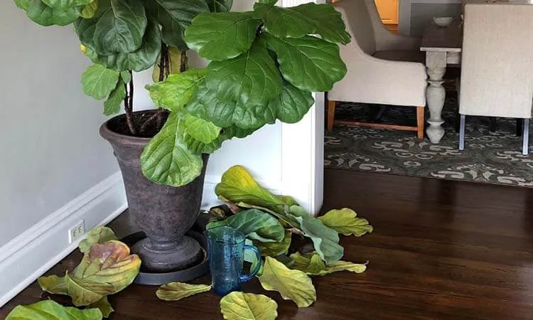 What do dropping leaves look like on Fiddle Leaf Fig?