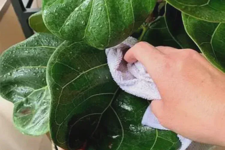 Wash the leaves