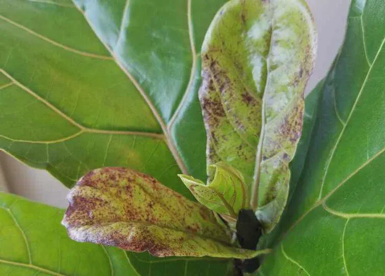 Brown spots are often due to overwatering or root rot