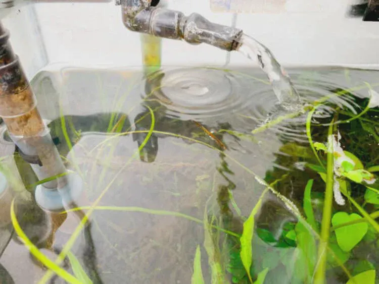 Water-using for tree impacts its health