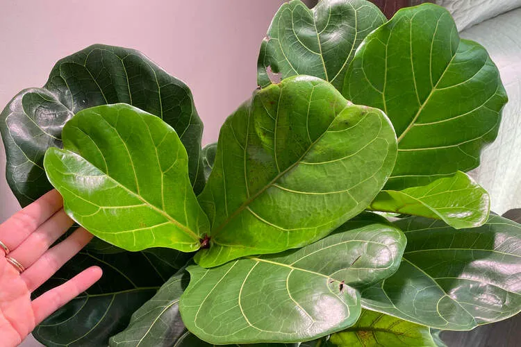 Fertilize the Fiddle Leaf Fig regularly