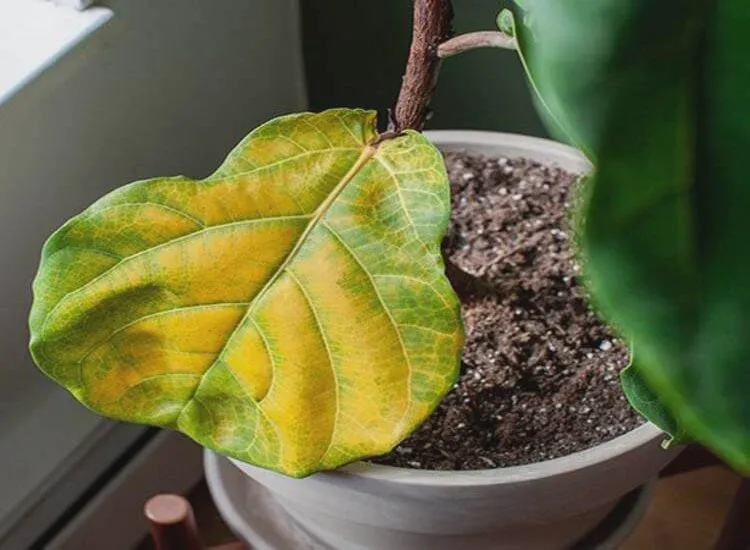 Cut the sick fiddle leaf fig leaves