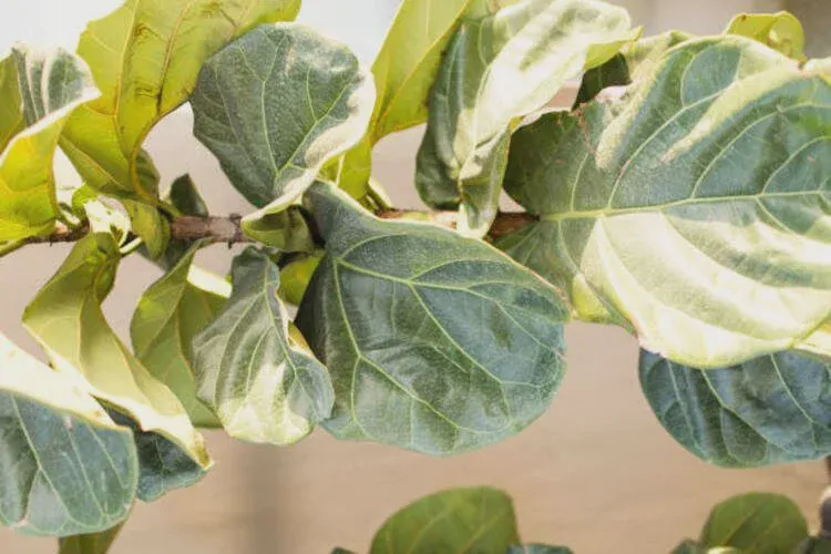 If the tree not have steady temperature, its leaves will curl.