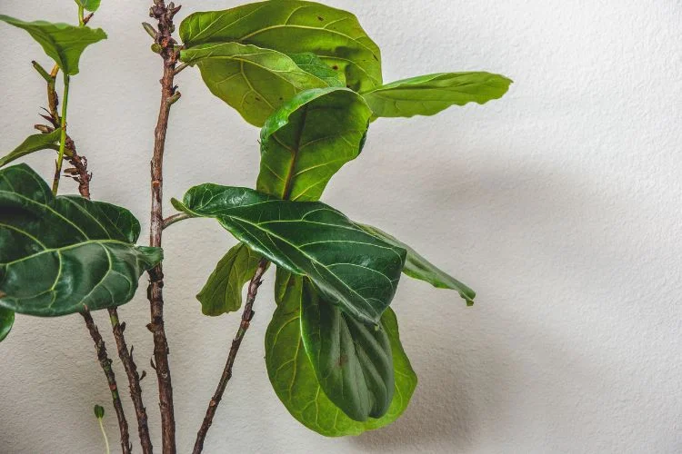 Why Is My Fiddle Leaf Fig Dropping Leaves (Have Solutions)