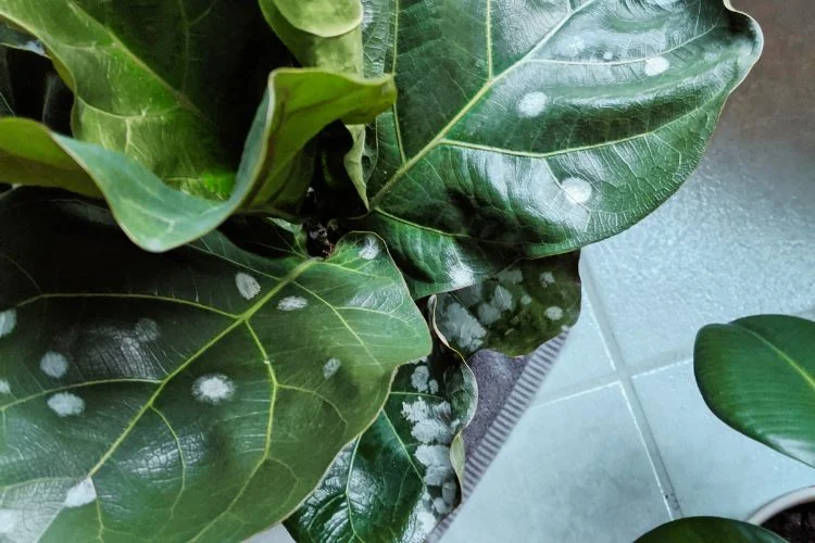 Fiddle Leaf Fig Bleached Leaves: Is This A Disease?