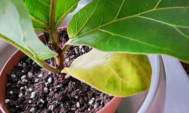 Fiddle leaf fig plant has developed a root bind