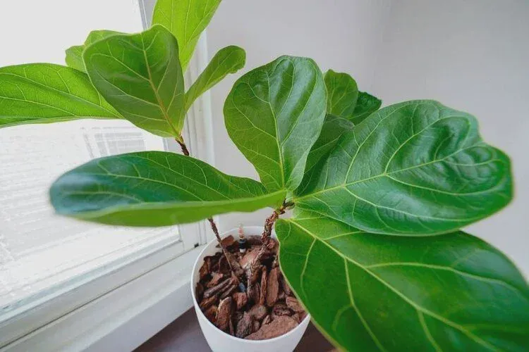 Put a thermometer with the Fiddle Leaf Fig