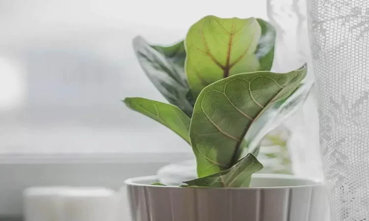 Fiddle Leaf Figs, light