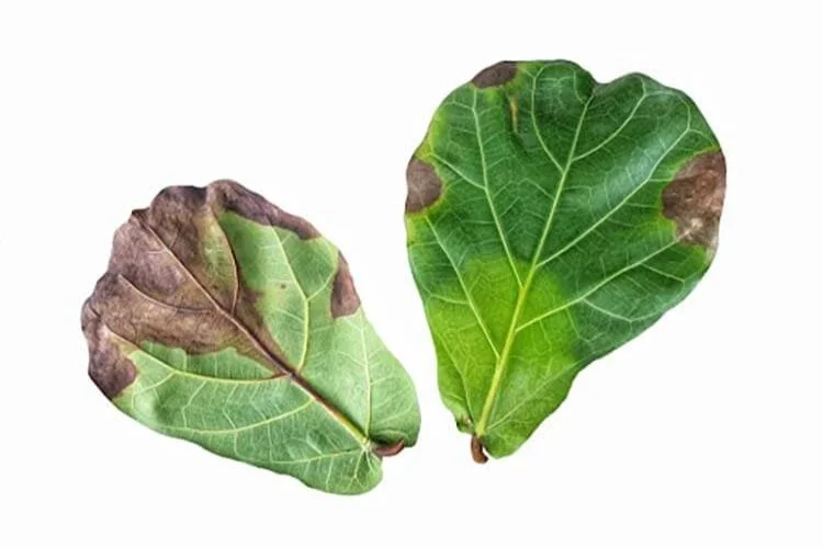 Fiddle Leaf Fig Brown Leaves: How To Solve It?