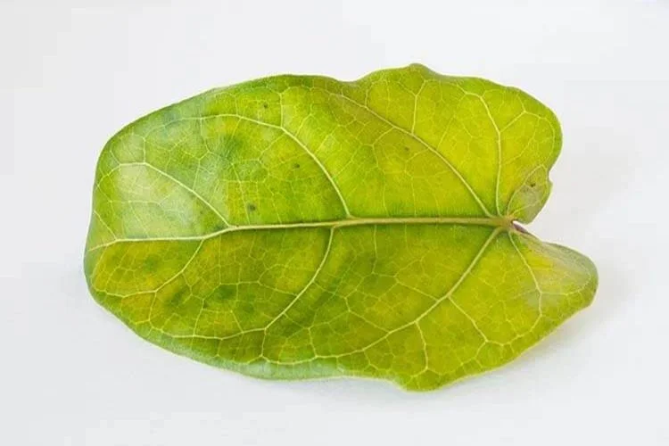 Fiddle Leaf Fig Yellow Leaves: Challenging For Beginners