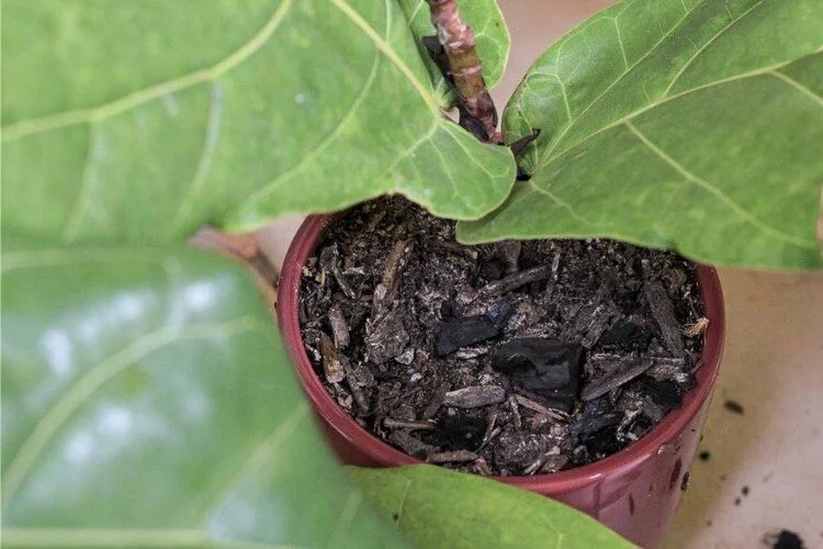 Fiddle Leaf Fig Root Rot: Main Causes & Helpful Methods