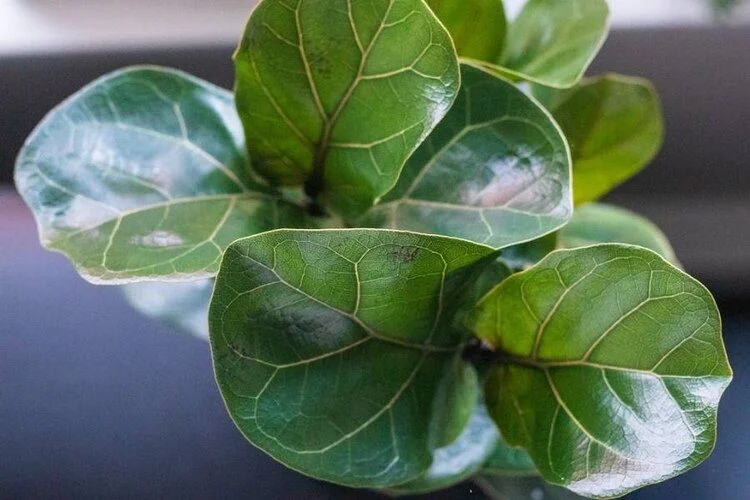 Fiddle Leaf Fig Leaves Curling: Common Reasons And Fix