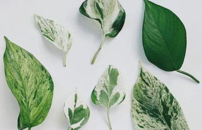 There are Glacier Pothos varieties