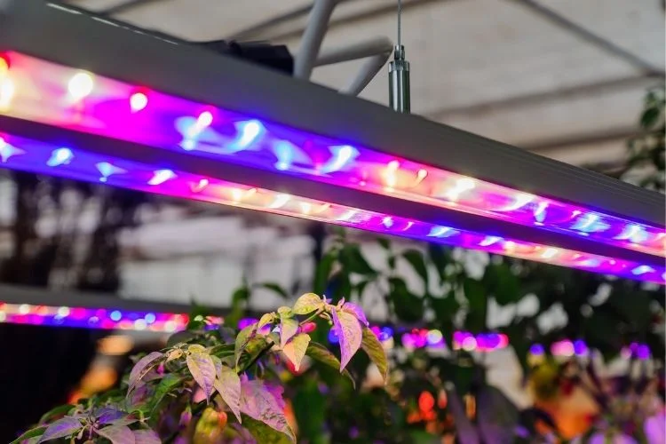 Fluorescent vs LED Grow Light: A Comprehensive Comparison