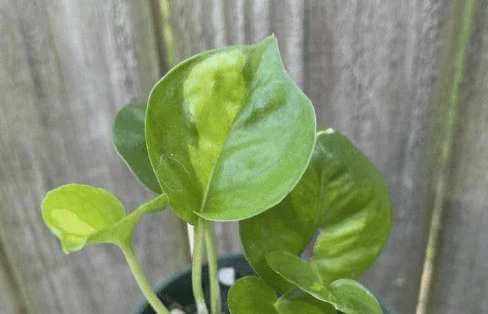Epipremnum aureum global green