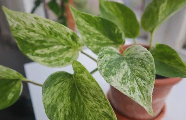Differences between Golden pothos vs Hawaiian pothos lie in their leaves