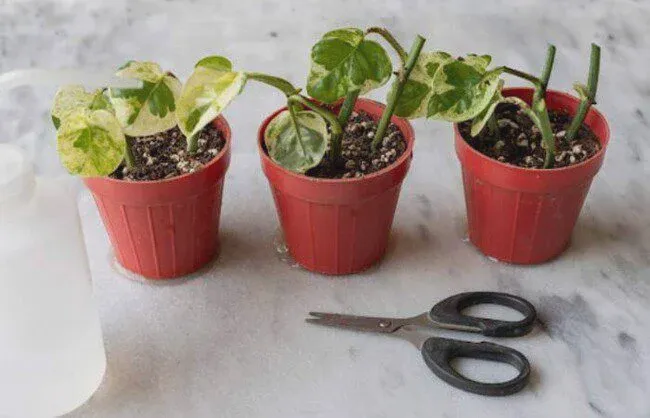 Glacier readily multiplied by stem cuttings