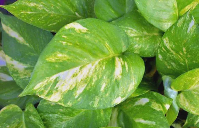 There are other similar pothos species