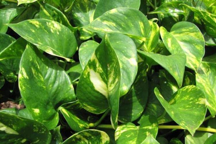 Golden vs Hawaiian Pothos: Leaf Size and Care