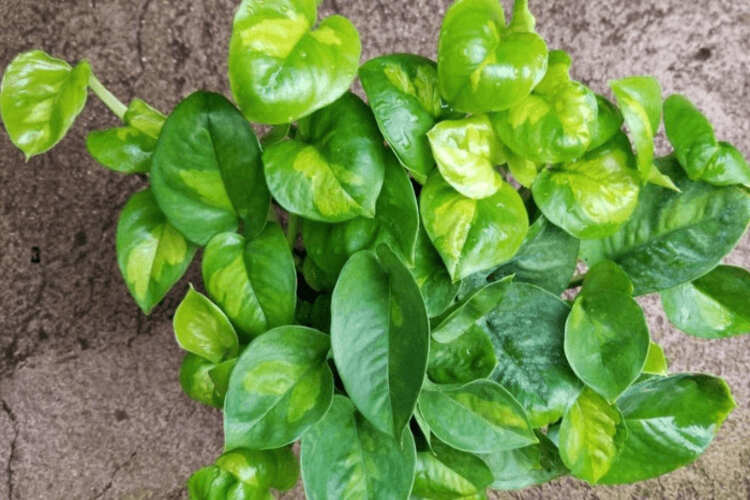 Global Green Pothos Care: Green Variegation and Growth