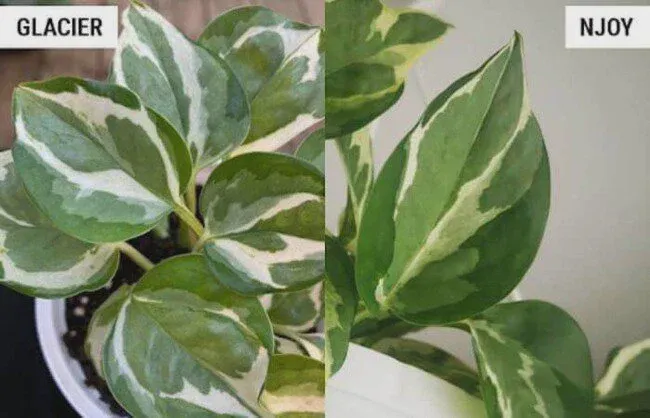 Differentiate by leaves size
