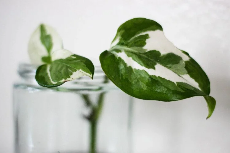 Glacier Pothos Care: Variegation, Light and Water