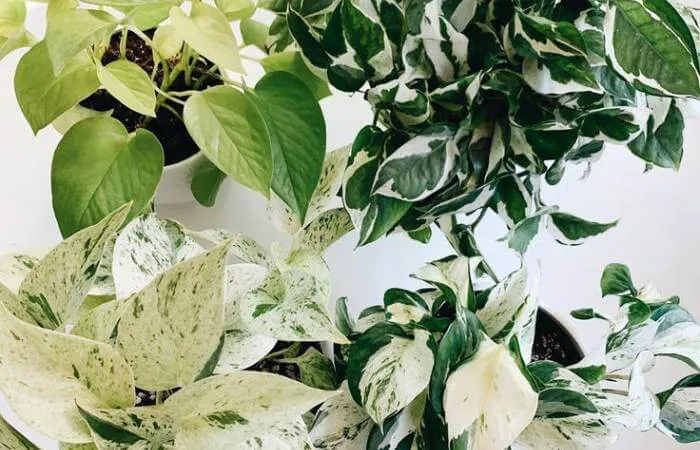 Harlequin Pothos can withstand a variety of environmental factors