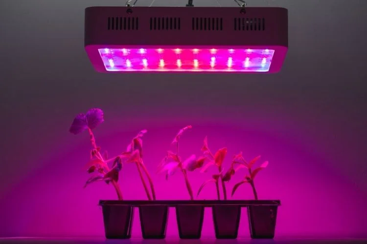 Grow Light Vs Regular Light: Which Is Better For Plants?
