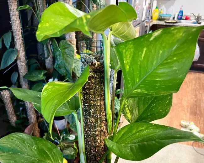 This Hawaiian pothos plant has vibrant, glossy foliage