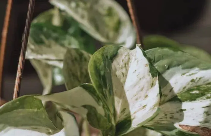 Techniques for spreading pothos plants