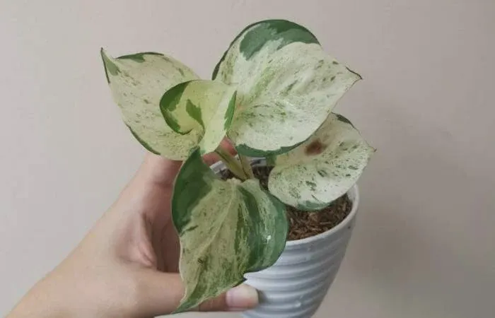 Majula and Harlequin Pothos are two separate species of plants
