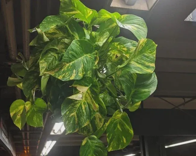 It’s simple to have other “copied” plants of this kind by the method of propagating