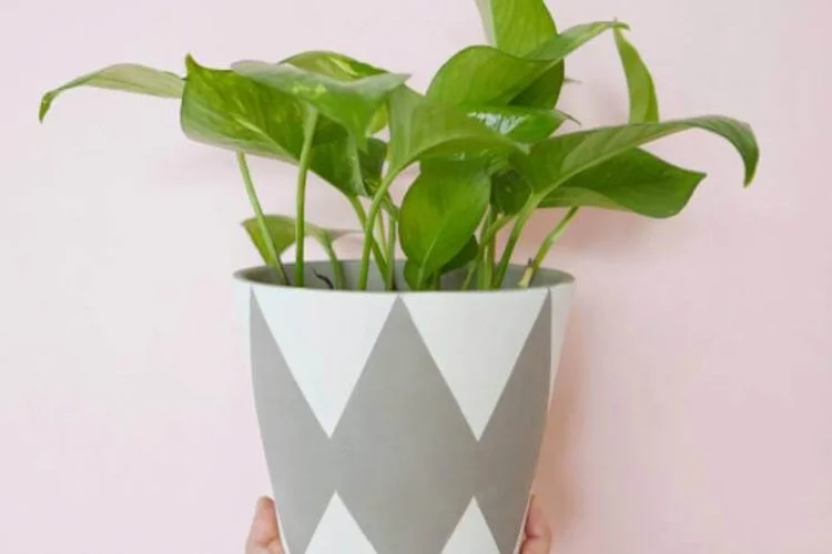 Harlequin Pothos Care: Variegation and Plant Identification