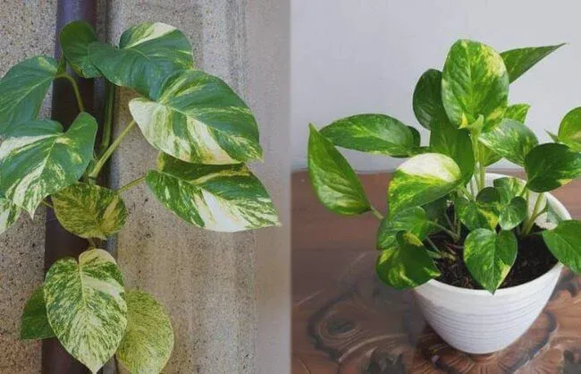 Their differences in the cultivars
