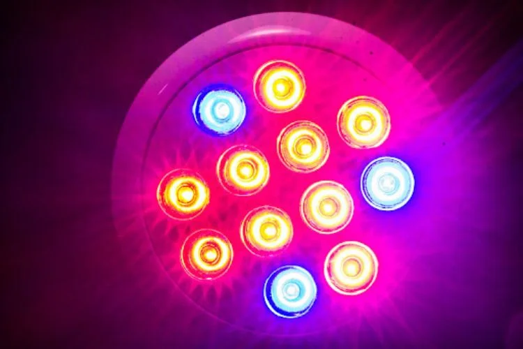 HID Vs LED Grow Lights: Which Is For Your Indoor Garden?