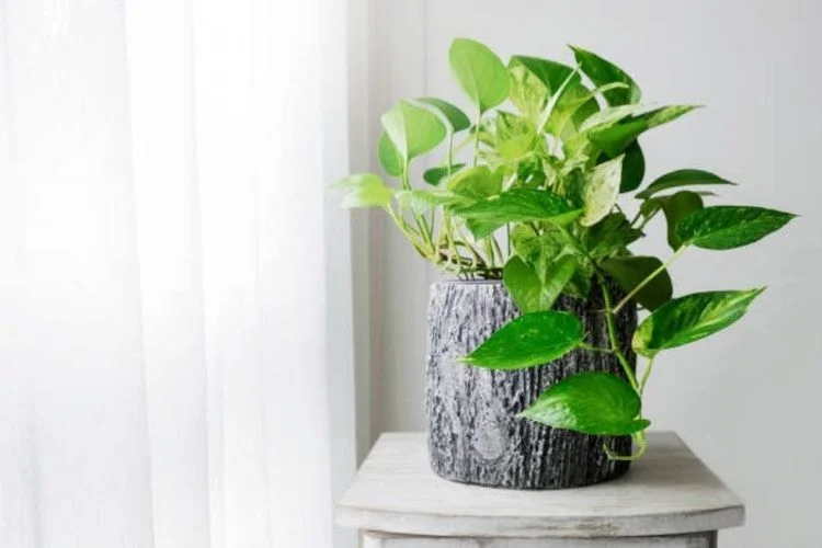 Holes in Pothos Leaves: Diagnose the Cause First