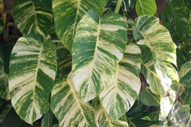 Hawaiian Pothos Care: Light, Watering and Leaf Size