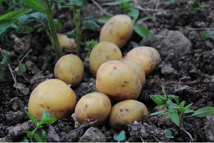 How Far Apart To Plant Potatoes: The Exact Distance