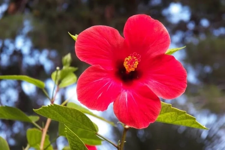 How Long Do Hibiscus Blooms Last: Bloom Time & Tips To Care