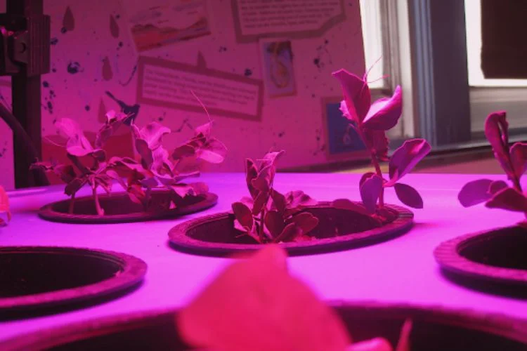 How Far Should Seedlings Be From Grow Light? Best Distance
