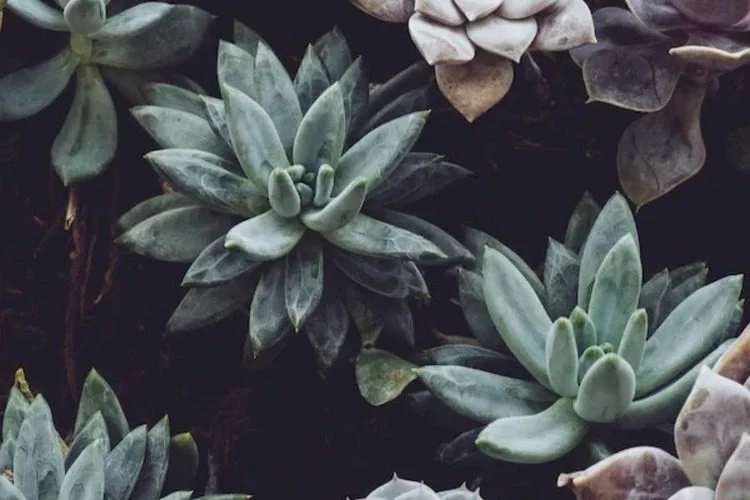 How Big Do Succulents Get? Gardening Guide For Beginners