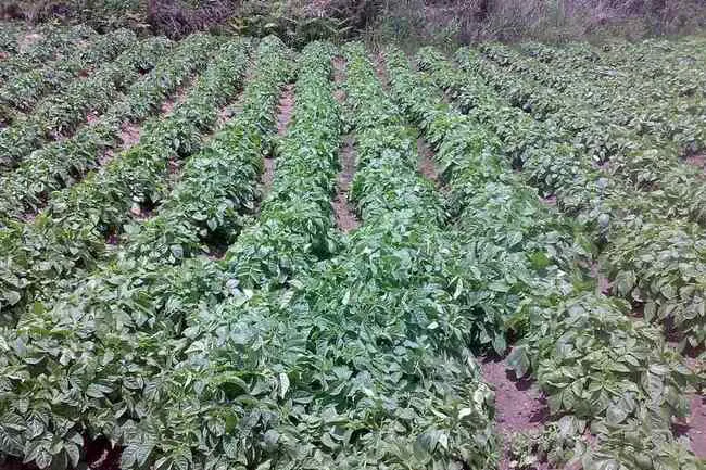 Potato tubers ready for harvest