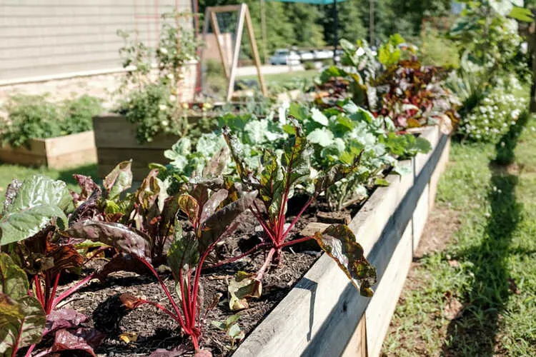 Plant growth with organic fertilizer
