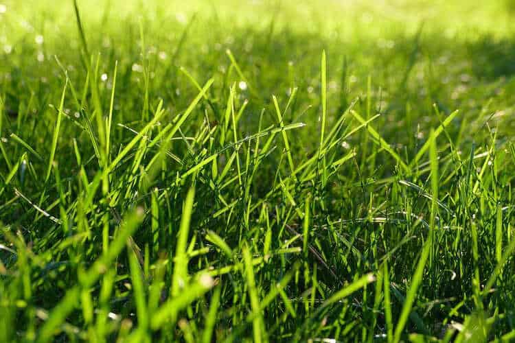 How Long Does It Take to Make Granular Fertilizer Dissolve?