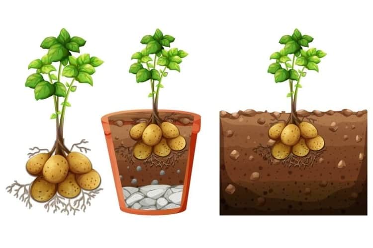 How Many Potatoes Per Plant? (Revealing The Quantity)